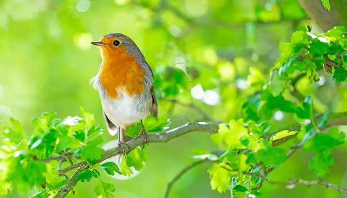 Bird Watching in Lesvos island.