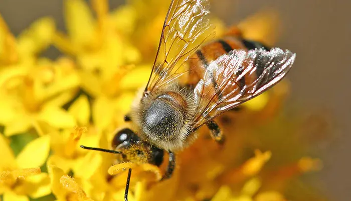Museum of Bee and Honey in Rhodes island.