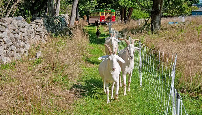 Farma of Rhodes in Rhodes island.