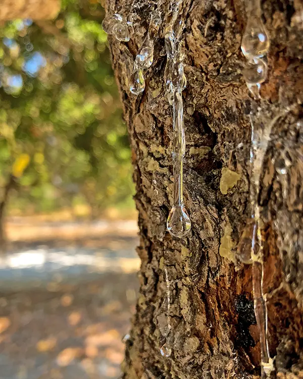Learn at the Mastic Museum in Chios island.