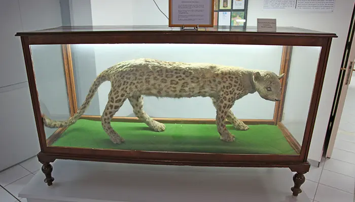 Natural History Museum in Samos island.