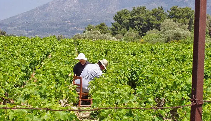 Taste Muscat Wine & Visit Vineyards in Samos island.